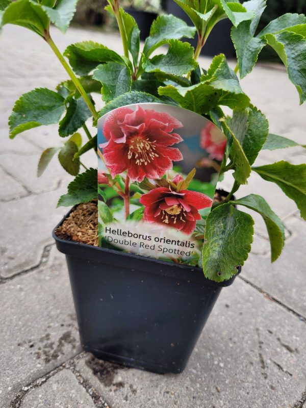 Ciemiernik wschodni 'Double Red Spotted'
