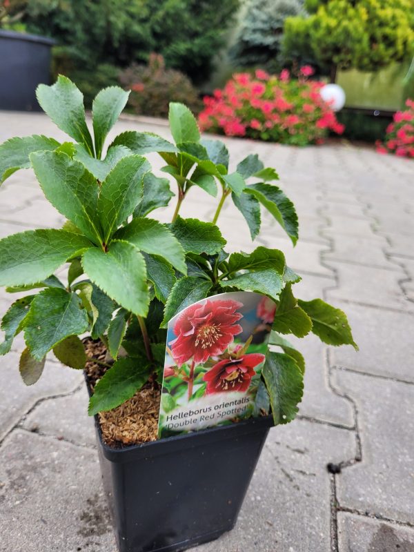 Ciemiernik wschodni 'Double Red Spotted' - obrazek 2