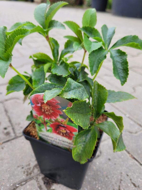 Ciemiernik wschodni 'Double Red Spotted' - obrazek 6
