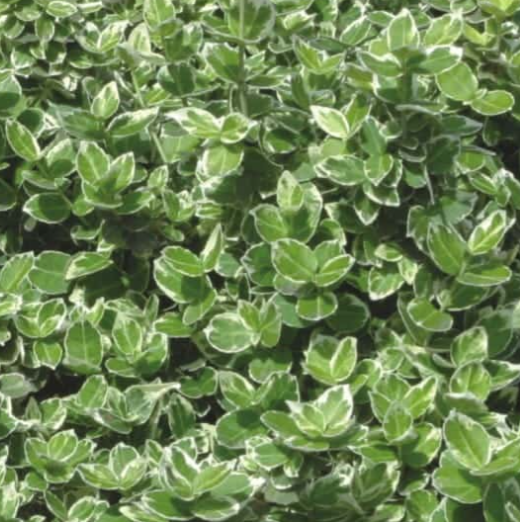 Trzmielina Fortune’a 'Emerald Gaiety'