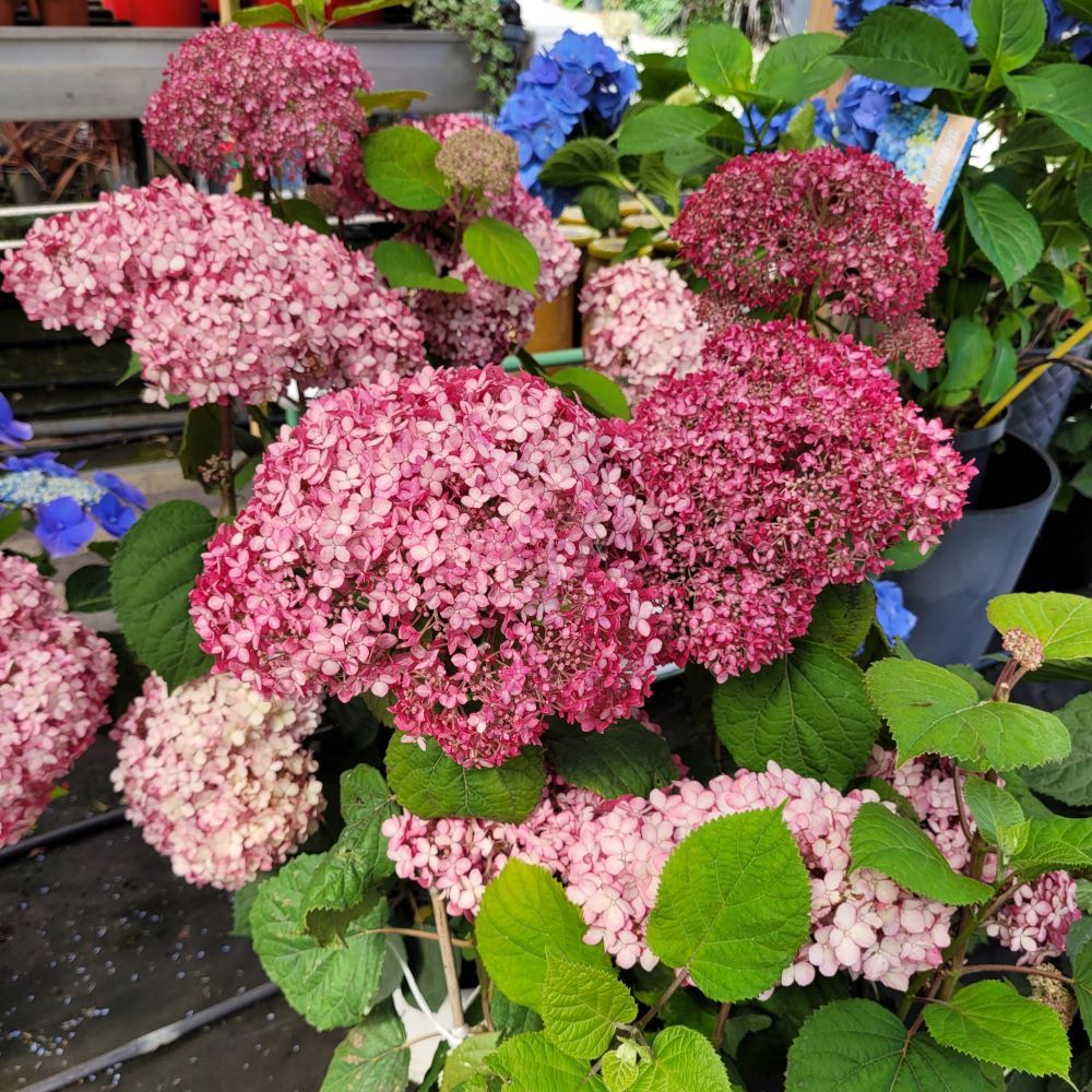 Hortensja krzewiasta 'Pink Annabelle'® - obrazek 2