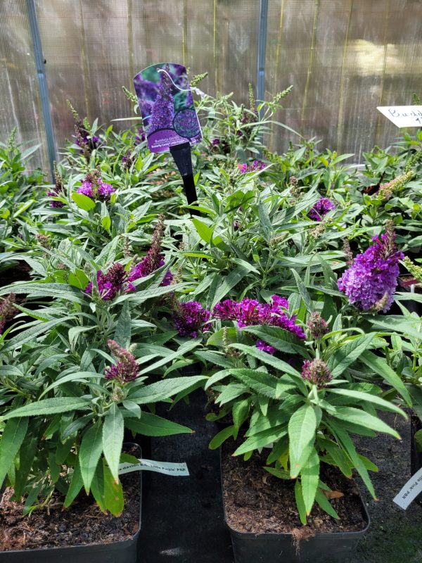 Budleja Dawida 'Butterfly Candy Little Purple'