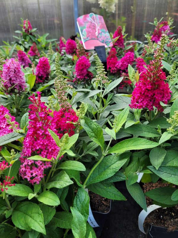 Budleja Dawida 'Butterfly Candy Little Ruby'
