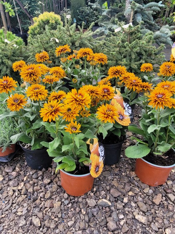 Rudbekia 'Flamenco Bright Orange'