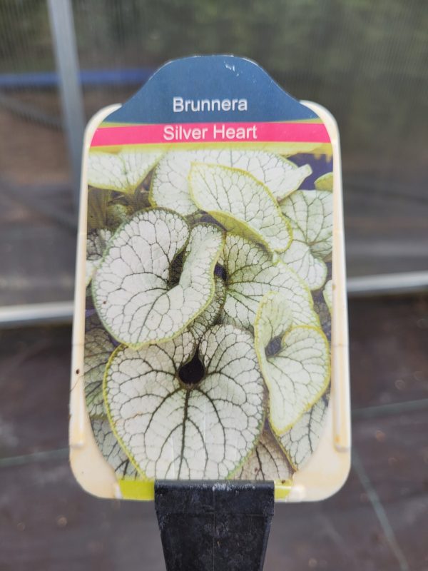 Brunnera wielkolistna 'Silver Heart' - obrazek 6