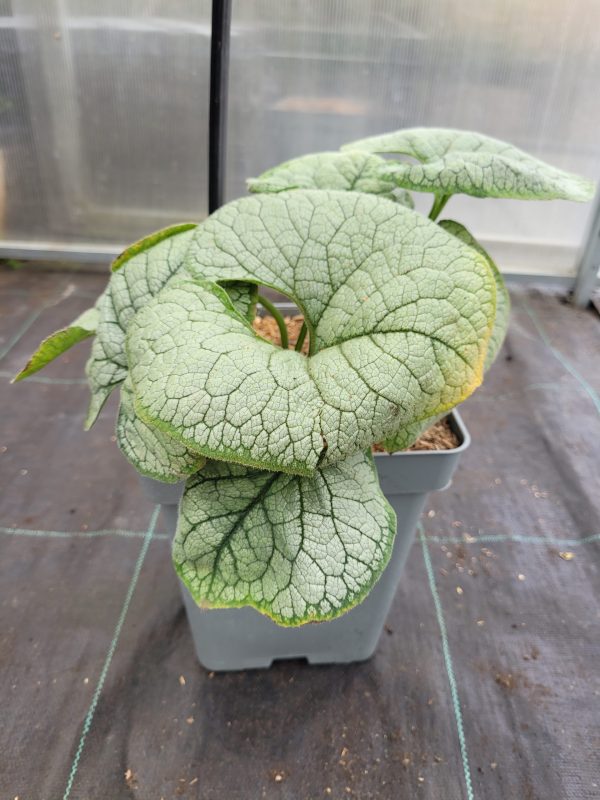 Brunnera wielkolistna 'Silver Heart' - obrazek 2