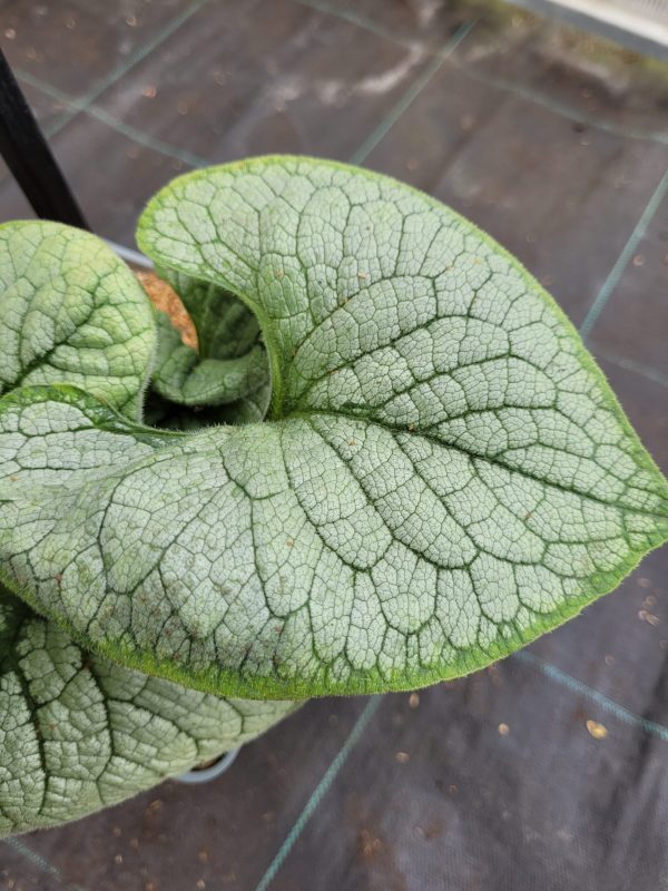 Brunnera wielkolistna 'Silver Heart' - obrazek 3