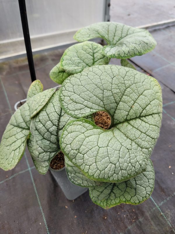 Brunnera wielkolistna 'Silver Heart' - obrazek 4