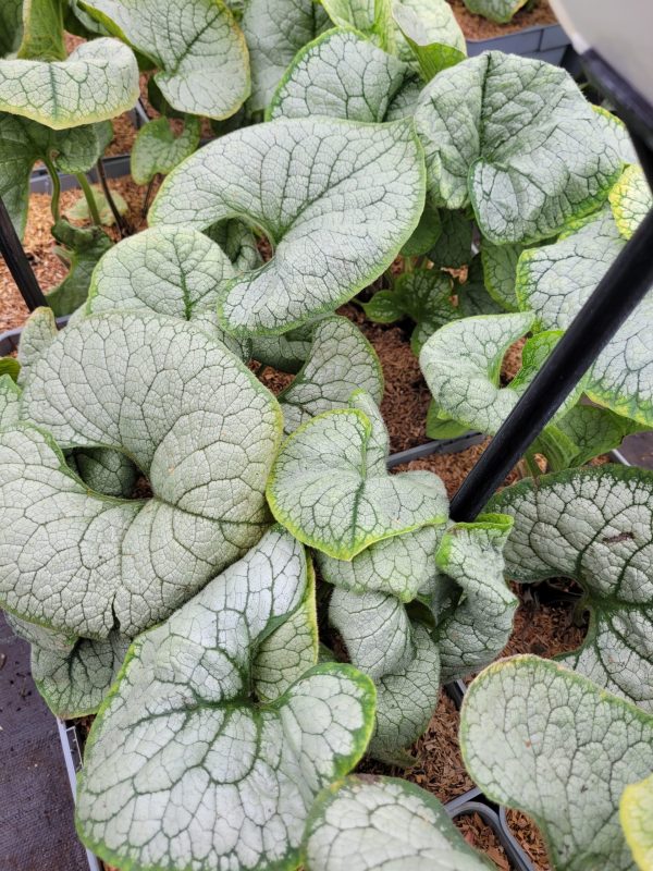 Brunnera wielkolistna 'Silver Heart'