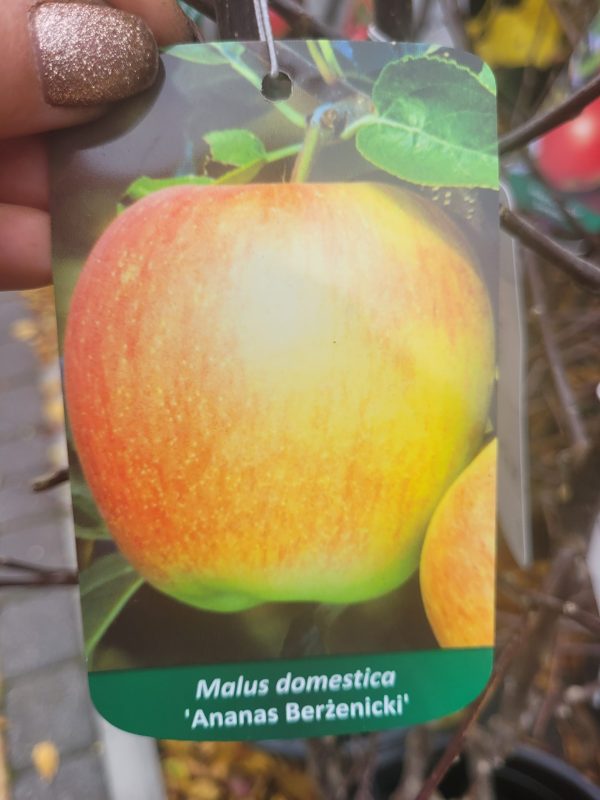 Jabłoń 'Ananas Berżenicki'