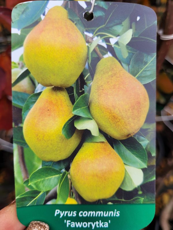 Grusza 'Faworytka'
