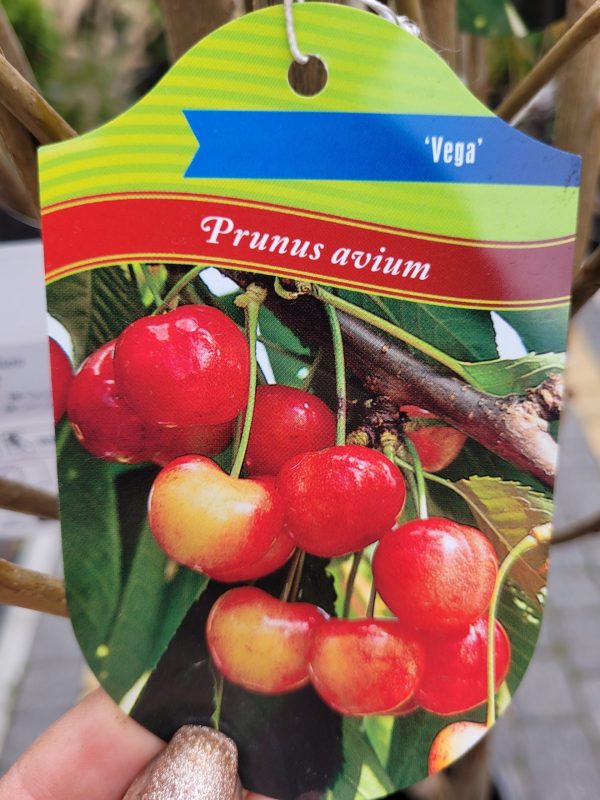 Czereśnia 'Vega'