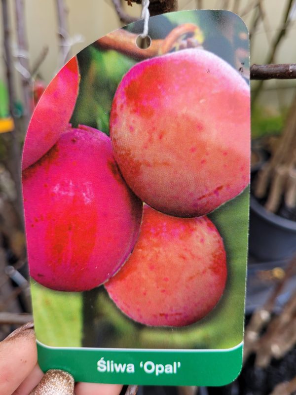 Śliwa 'Opal'
