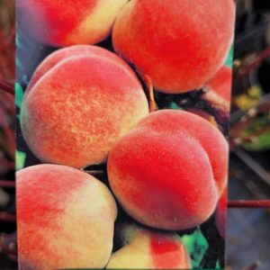 Brzoskwinia 'Soczysta'