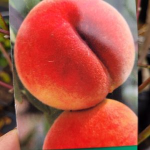 Brzoskwinia 'Velvet'