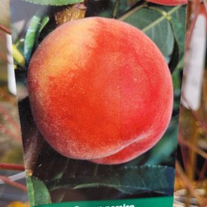 Brzoskwinia 'Harnaś''