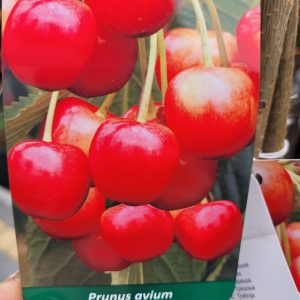Czereśnia 'Buttnera Czerwona'