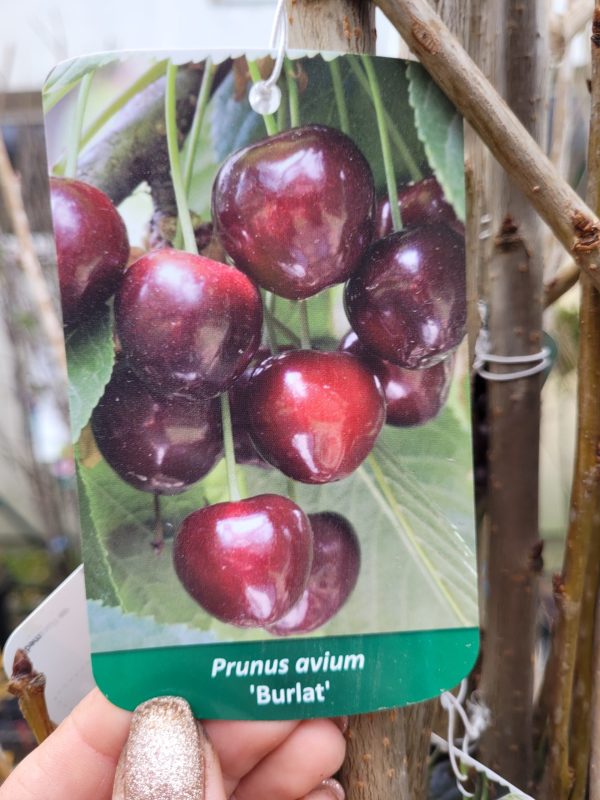 Czereśnia 'Burlat'