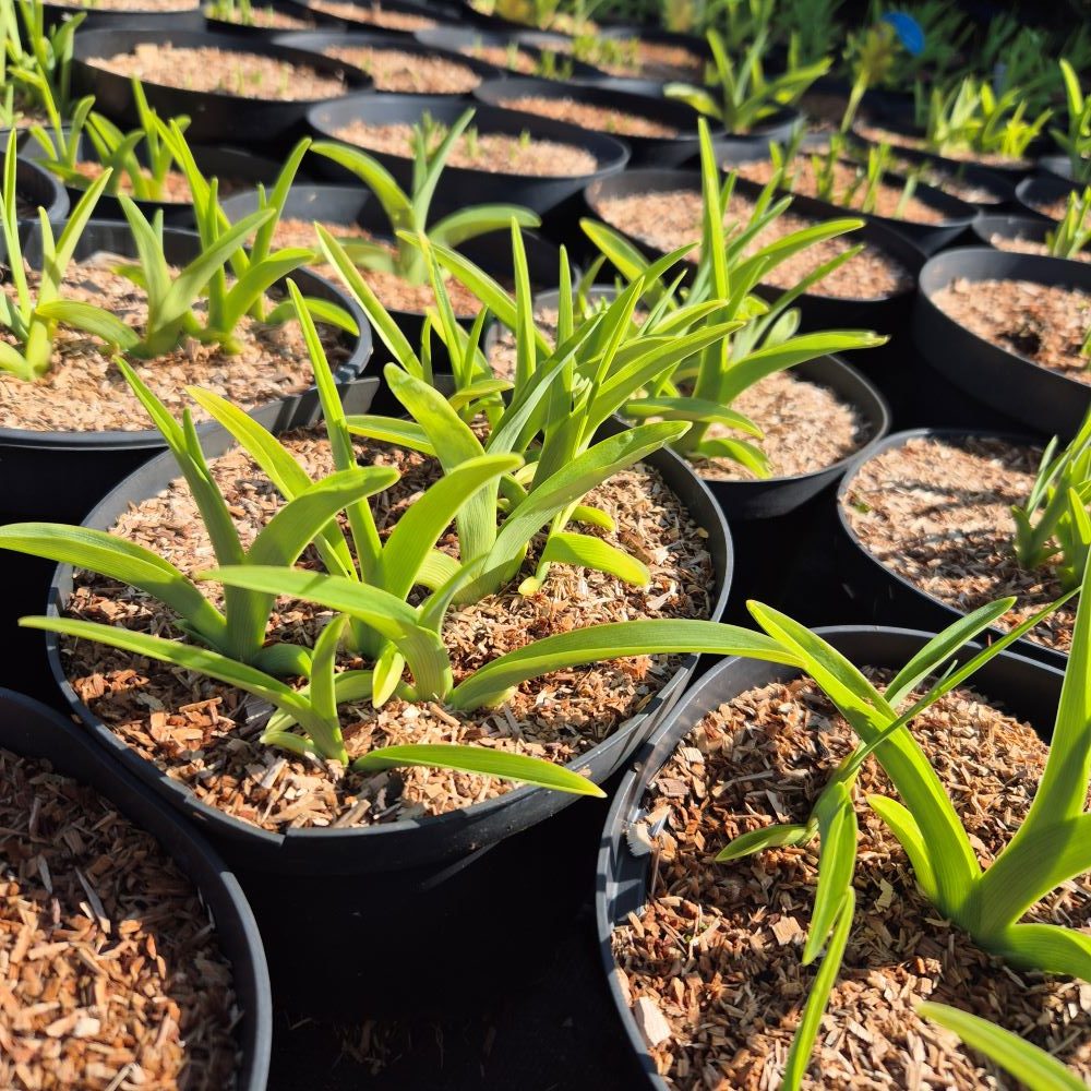 Liliowiec 'Citrina' - obrazek 3