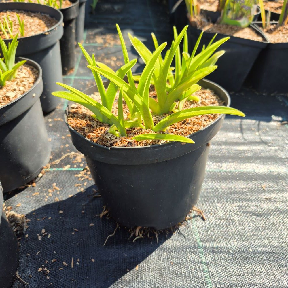 Liliowiec 'Citrina' - obrazek 2