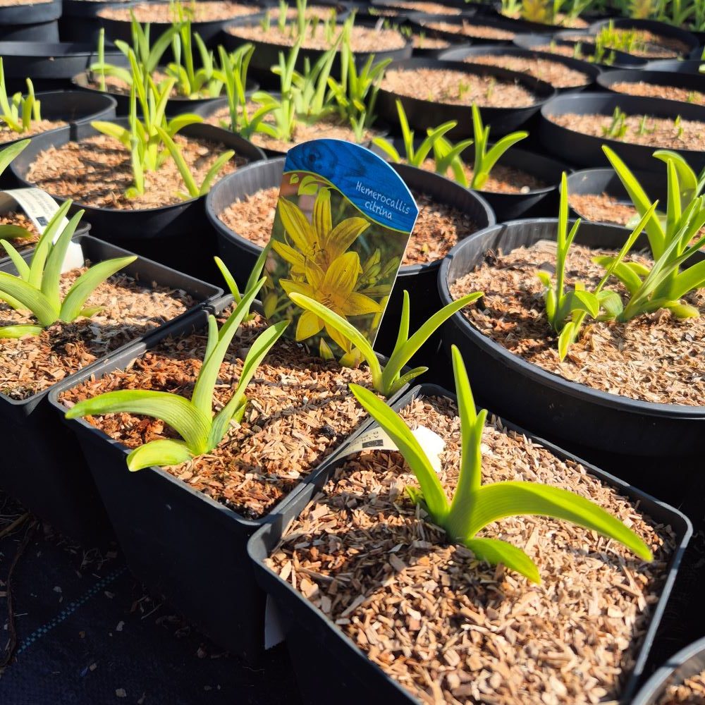 Liliowiec 'Citrina' - obrazek 4