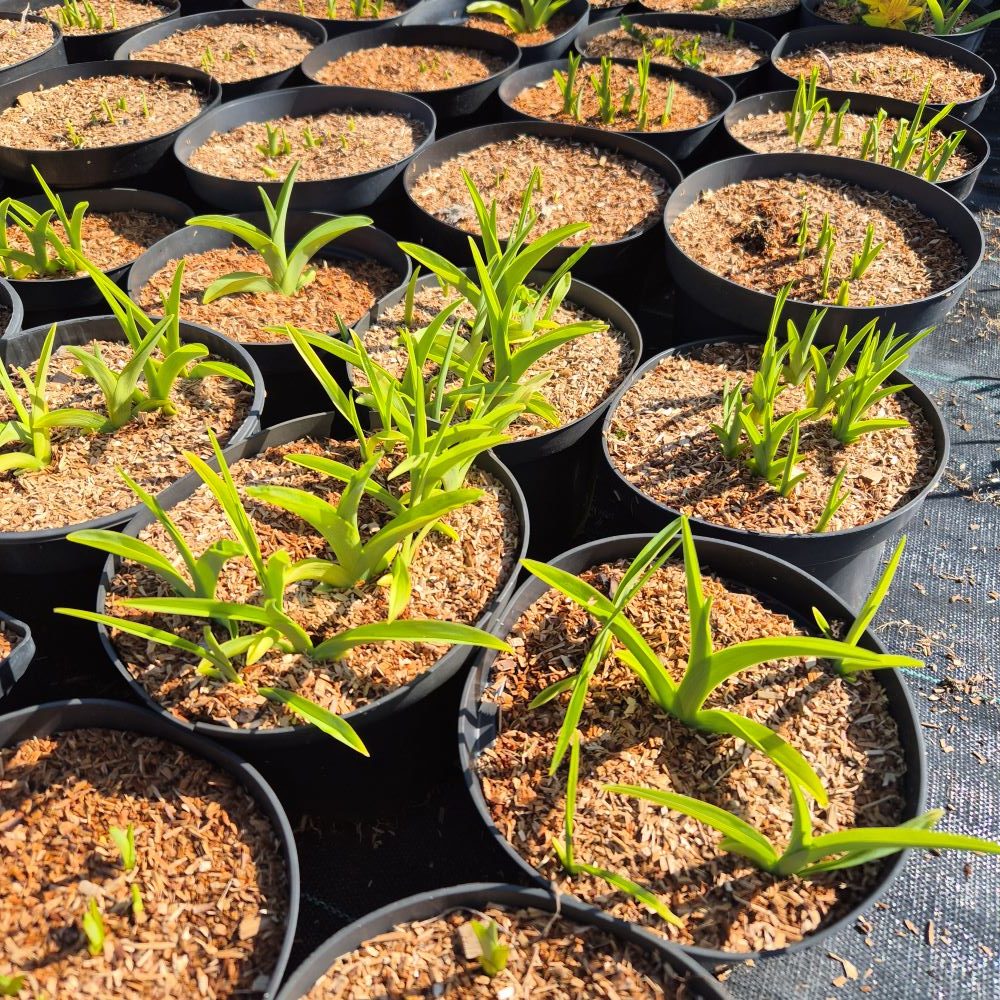 Liliowiec 'Citrina' - obrazek 5