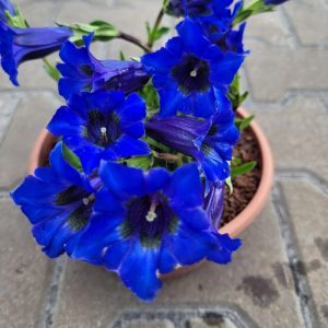 Goryczka Bezłodygowa