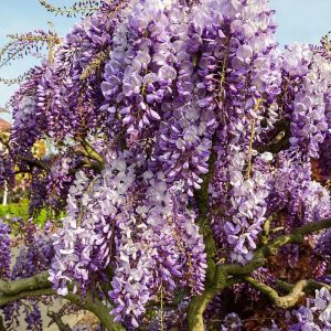 Glicynia chińska ‘Prolific’ Wisteria sinensis ‘Prolific’