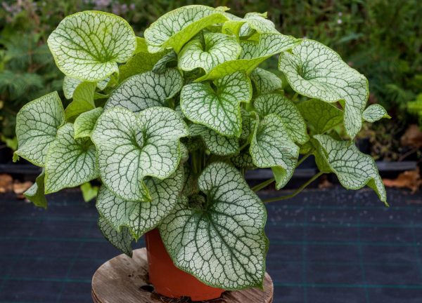 Brunnera wielkolistna 'Alexander's Great' - obrazek 2