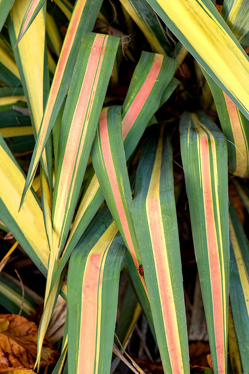 Juka Karolińska 'Color Guard' - obrazek 2