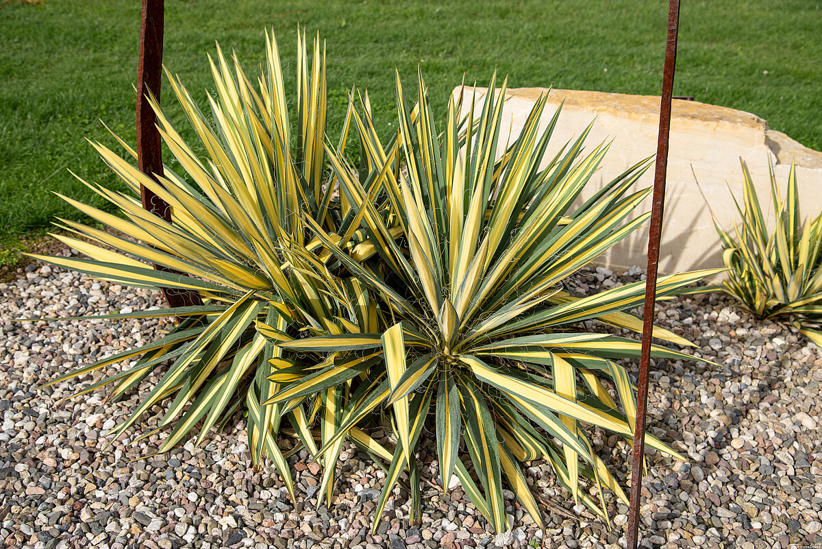 Juka Karolińska 'Color Guard' - obrazek 4