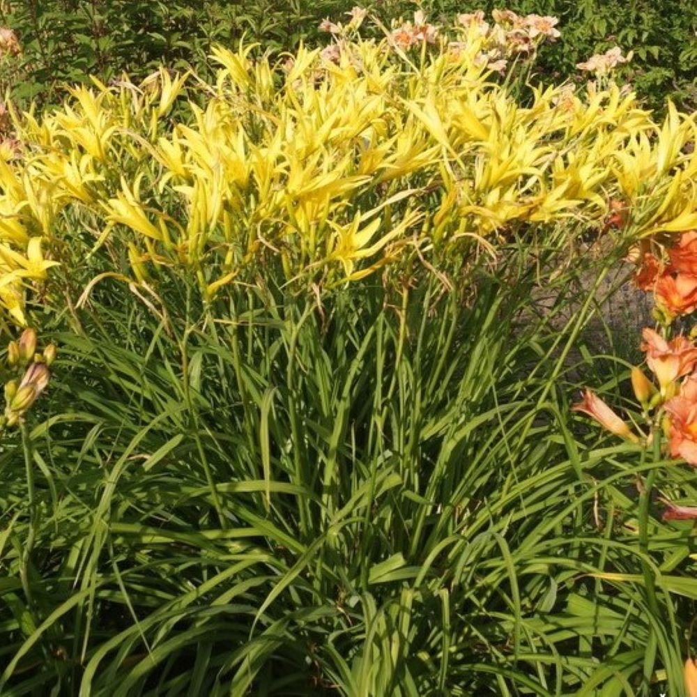 Liliowiec 'Citrina' - obrazek 6