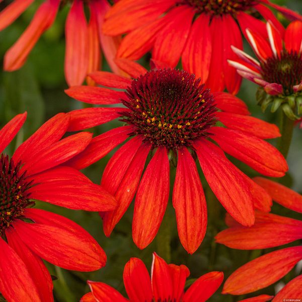 Jeżówka 'Pearl™ Red'