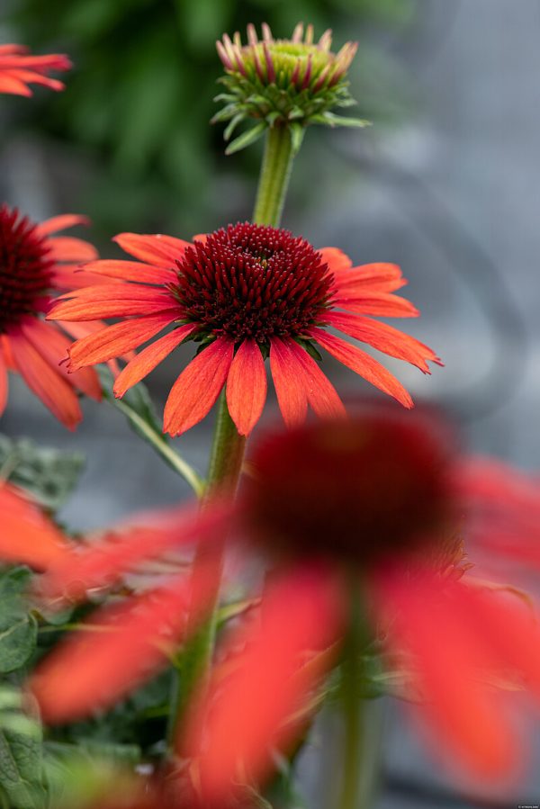 Jeżówka 'Pearl™ Red' - obrazek 3
