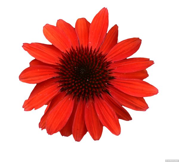 Jeżówka 'Pearl™ Red' - obrazek 7