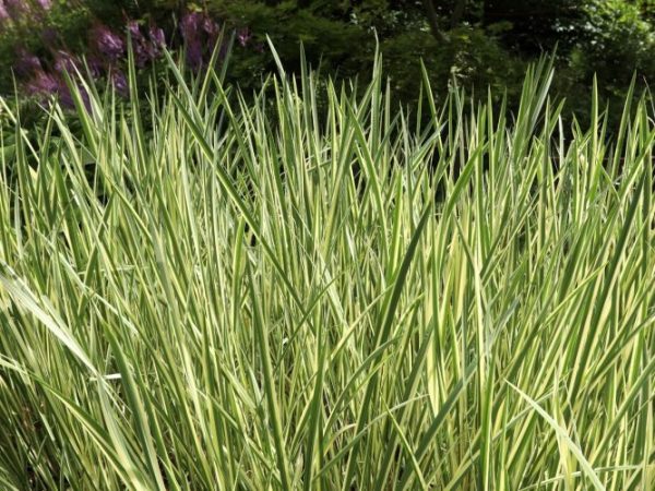 Tatarak paskowany 'Variegatus'
