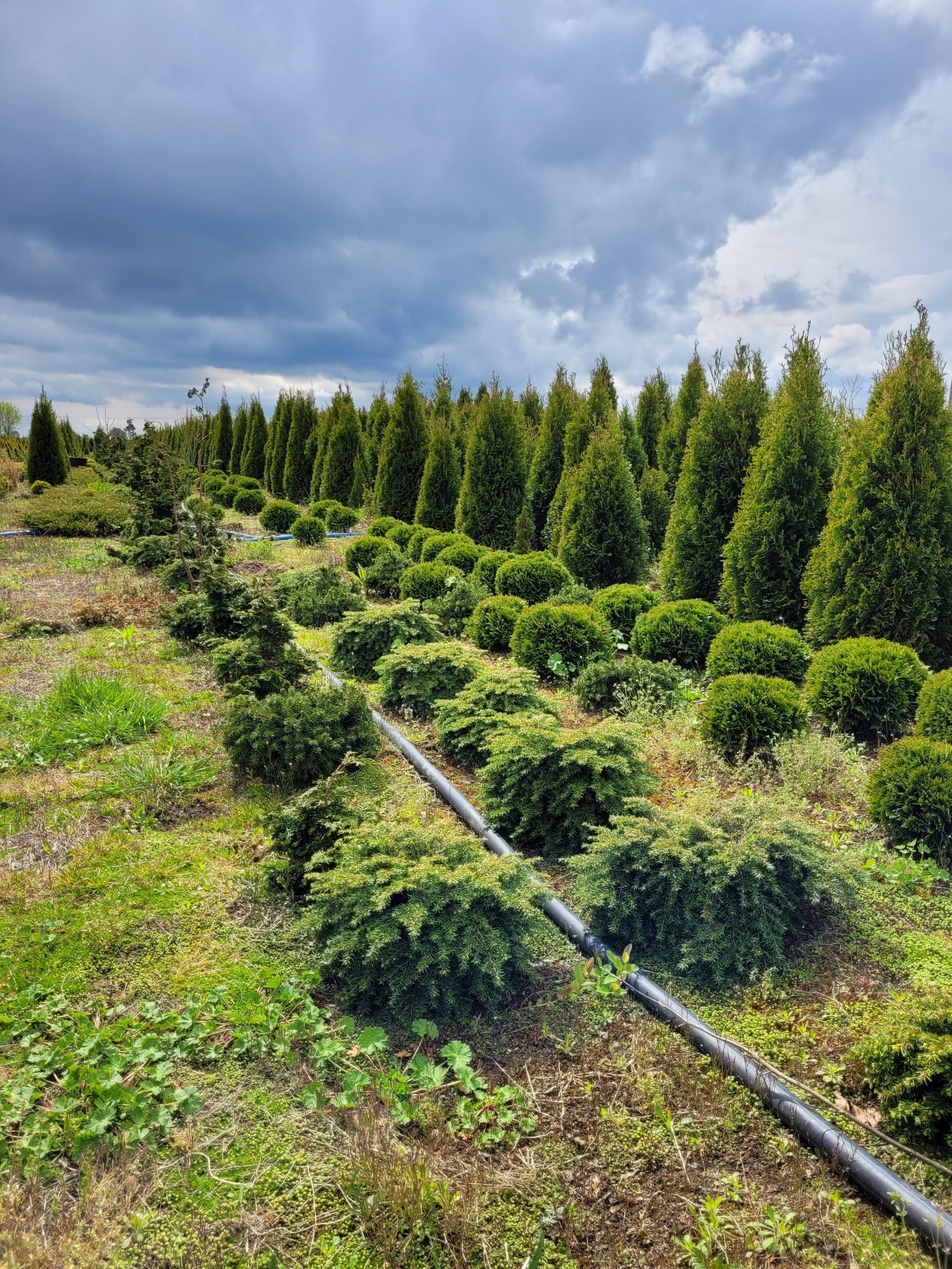 Choina kanadyjska 'Nana'