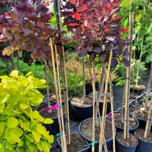 Perukowiec podolski 'Royal Purple' - na pniu