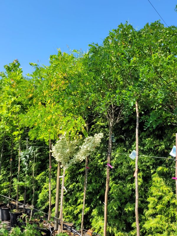 Robinia akacjowa 'Umbraculifera'