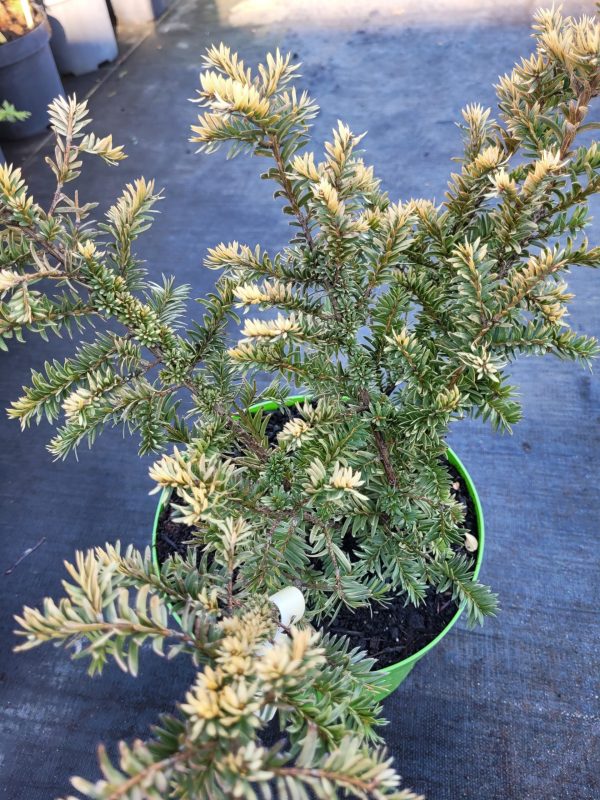 Cis pospolity 'Elegantissima'