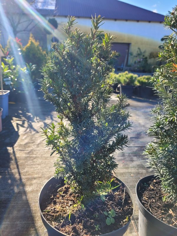 Cis pośredni 'Hicksii'