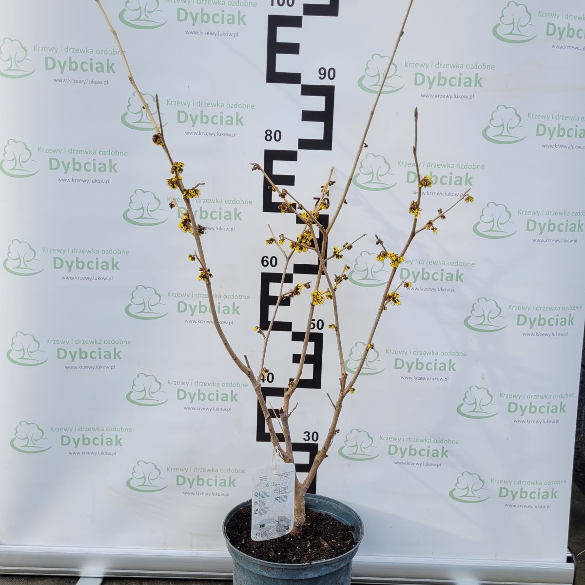 Oczar pośredni 'Arnold Promise' - obrazek 2