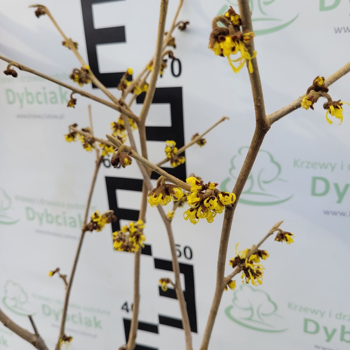 Oczar pośredni 'Arnold Promise' - obrazek 3