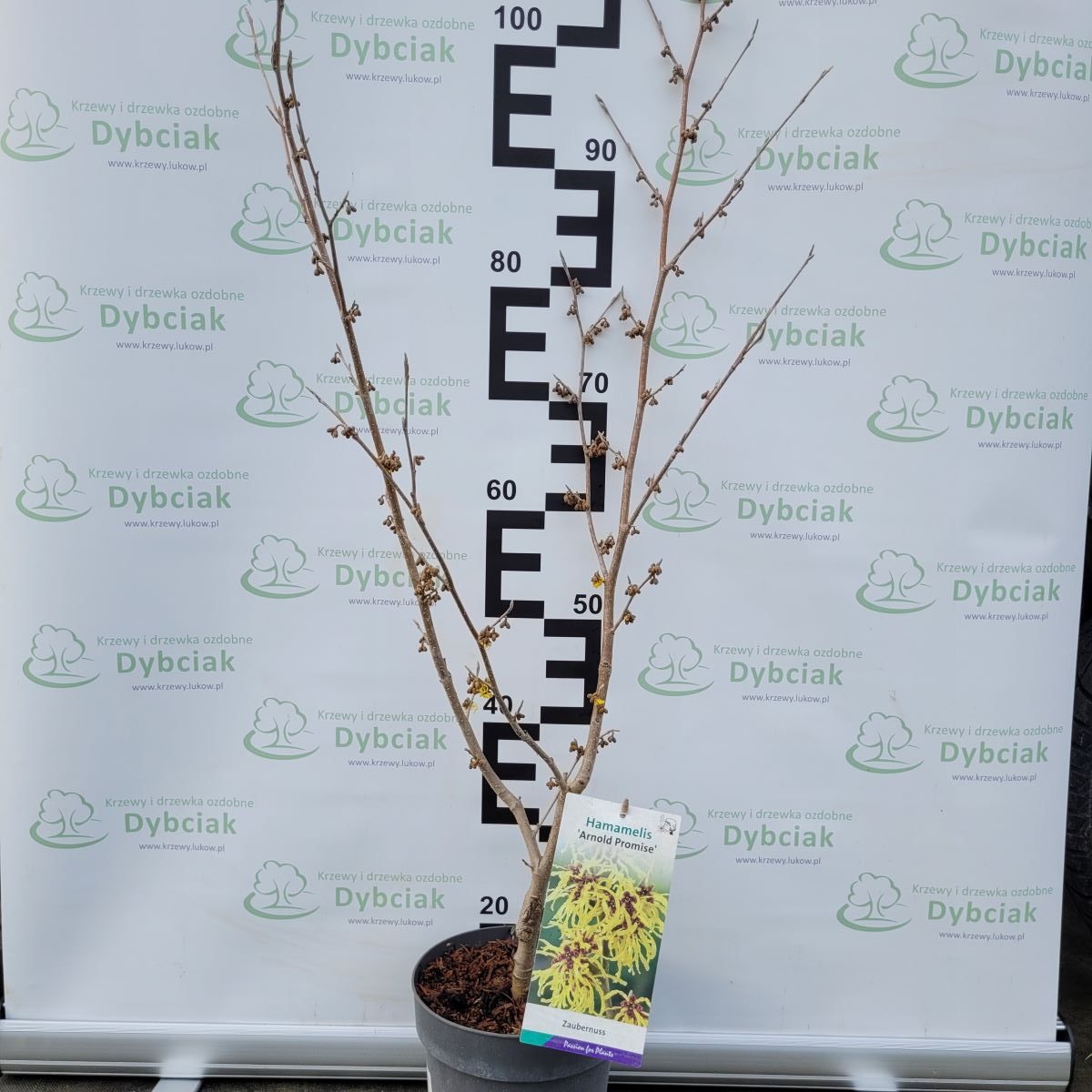 Oczar pośredni 'Arnold Promise' - obrazek 4