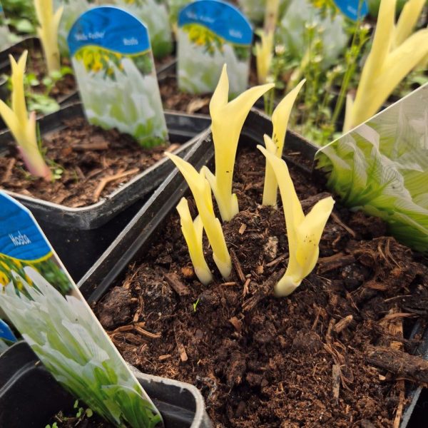 Funkia - Hosta 'White Feather' - obrazek 2