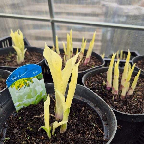 Funkia - Hosta 'White Feather' - obrazek 3