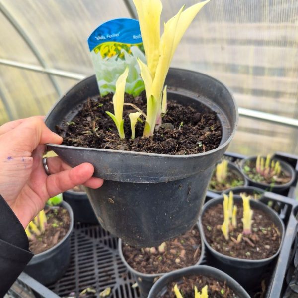 Funkia - Hosta 'White Feather' - obrazek 4