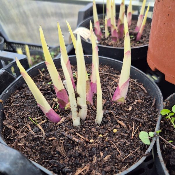 Funkia - Hosta 'White Feather' - obrazek 5