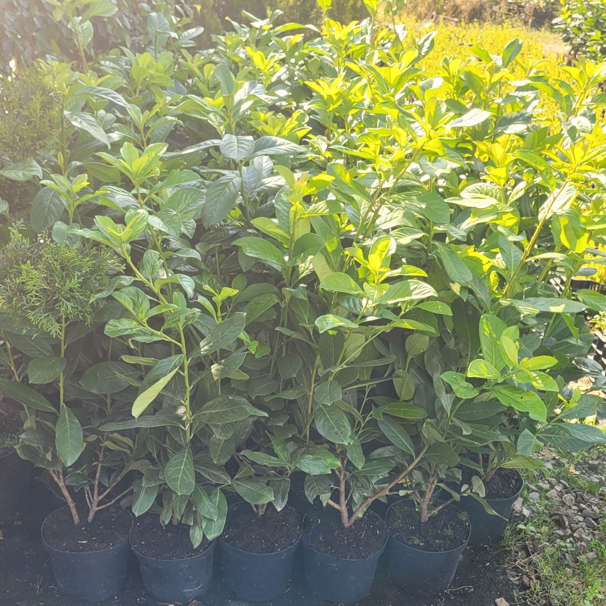 Laurowiśnia wschodnia 'Novita' - obrazek 2