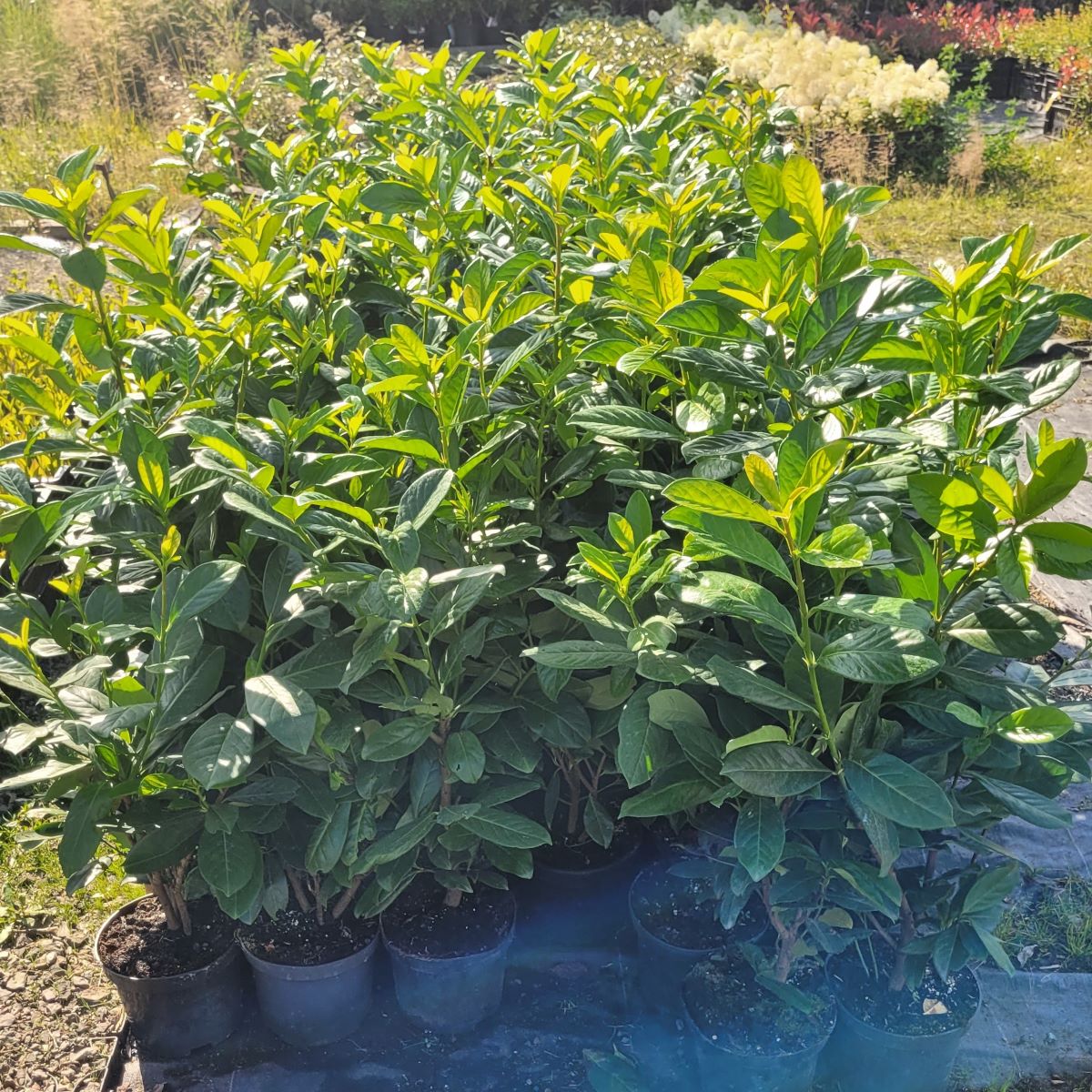 Laurowiśnia wschodnia 'Novita' - obrazek 3